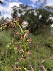 Prasophyllum maccannii