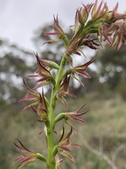Prasophyllum maccannii