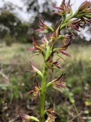 Prasophyllum maccannii