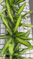 Dracaena fragrans