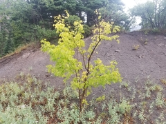 Acer negundo interius