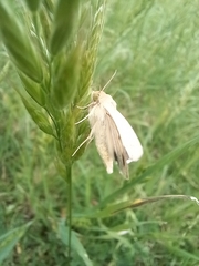 Australothis rubrescens