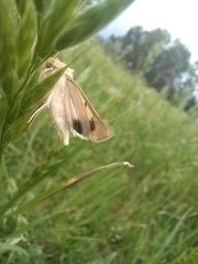 Australothis rubrescens