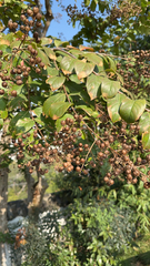 Lagerstroemia indica