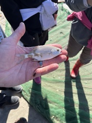 Trachinotus carolinus