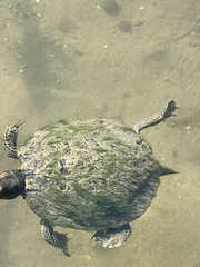 Ulothrix