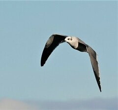 Leucophaeus atricilla