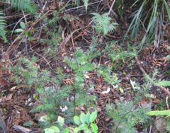 Prumnopitys ferruginea