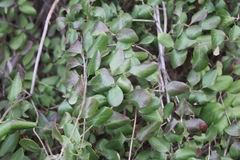 Lonicera subspicata