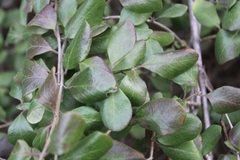 Lonicera subspicata