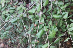 Lonicera subspicata