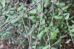 Lonicera subspicata