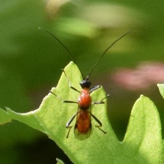 Aleiodes molestus