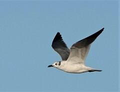 Leucophaeus atricilla