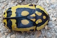 Pachnoda maculipennis