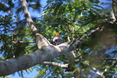 Melanerpes chrysogenys