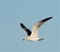 Leucophaeus atricilla