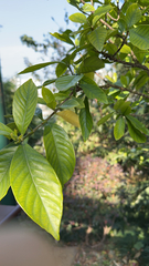 Gardenia jasminoides