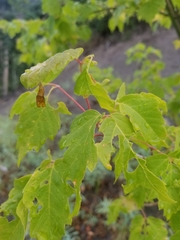Acer negundo interius