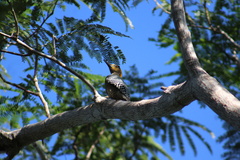 Melanerpes chrysogenys