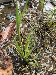 Sisyrinchium micranthum