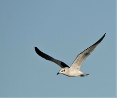 Leucophaeus atricilla