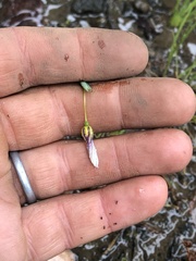 Sisyrinchium micranthum