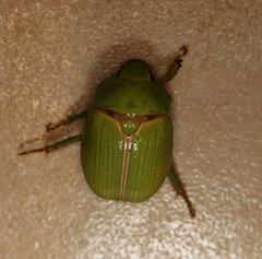 Anoplognathus prasinus