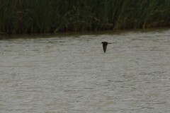 Petrochelidon pyrrhonota