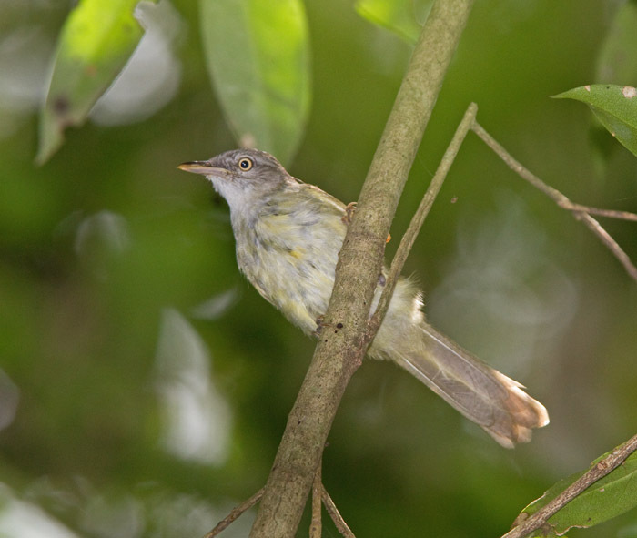 Tiny Greenbul photo
