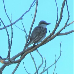 Tyrannus dominicensis