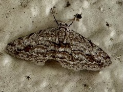 Didymoctenia