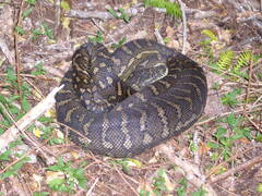 Morelia spilota