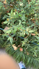 Senna occidentalis
