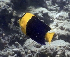 Centropyge bicolor