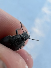 Bothrotes canaliculatus