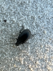 Bothrotes canaliculatus