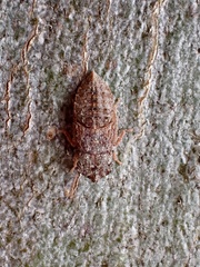 Ledracotis
