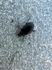 Bothrotes canaliculatus