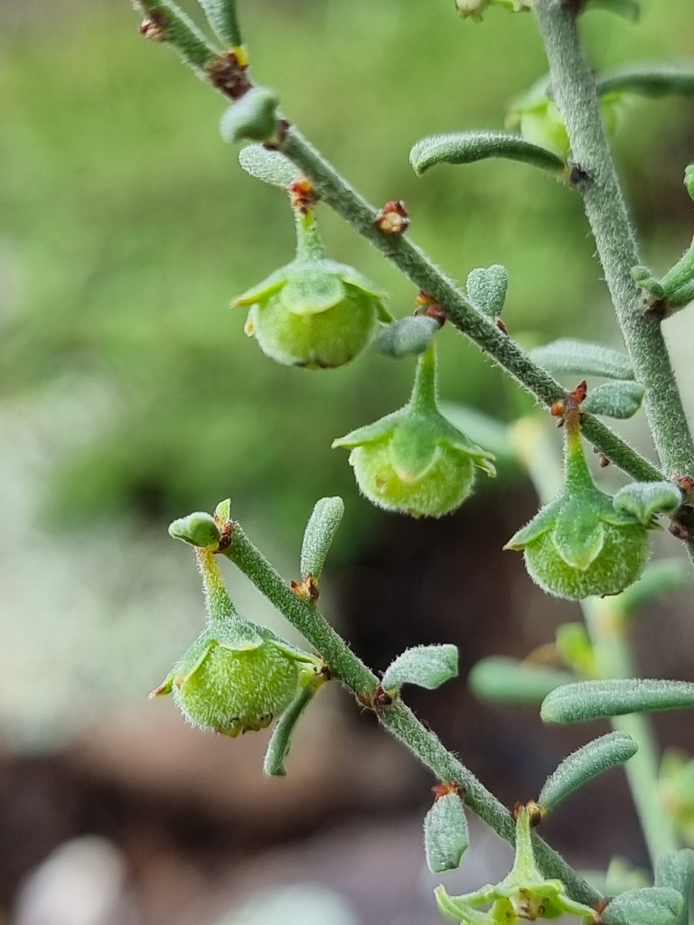 Phyllanthus occidentalis