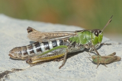 Gomphocerus sibiricus