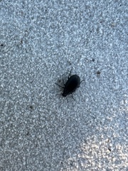 Bothrotes canaliculatus