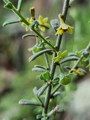Phyllanthus occidentalis
