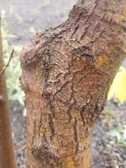 Acer negundo interius