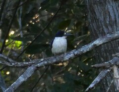 Todiramphus macleayii