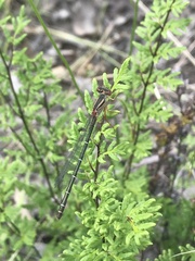 Xanthagrion erythroneurum