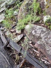 Phyllanthus occidentalis