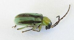 Diabrotica longicornis