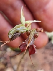 Pterostylis boormanii