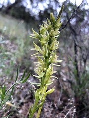 Prasophyllum maccannii